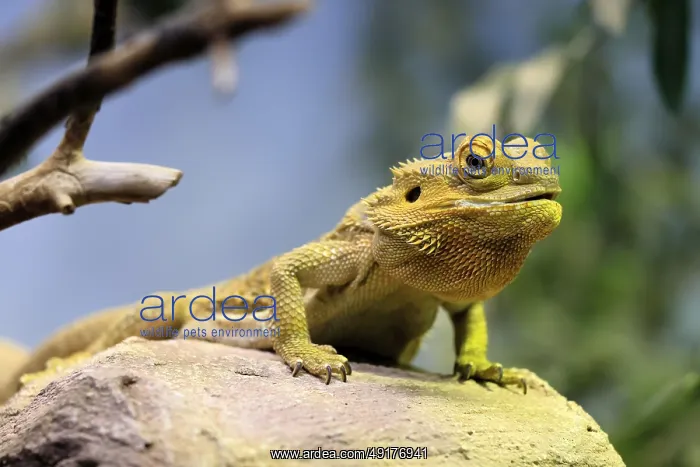 : Central bearded dragon (Pogona vitticeps) : Central bearded dragon (Pogona vitticeps)