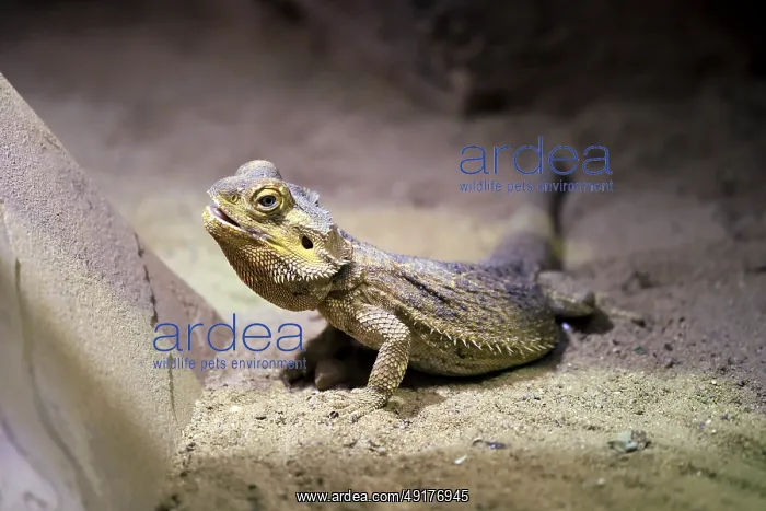  : Central bearded dragon (Pogona vitticeps)