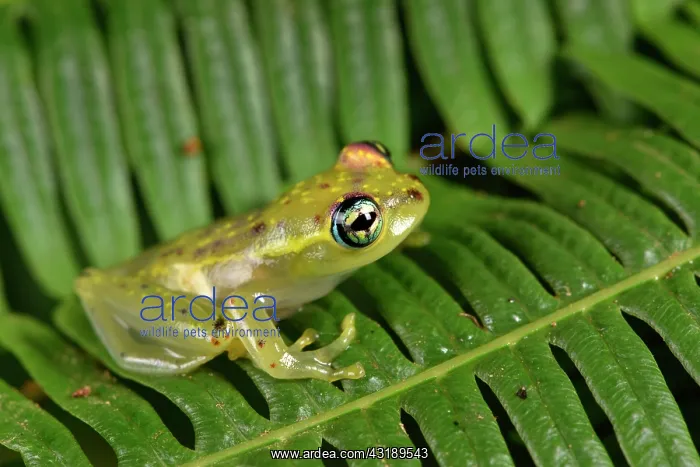 : Central Bright-eyed Frog (Boophis rappiodes), Andasibe : Central Bright-eyed Frog (Boophis rappiodes), Andasibe