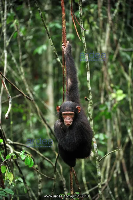 : Central Chimpanzee / Tschego - controlled conditions : Central Chimpanzee / Tschego - controlled conditions
