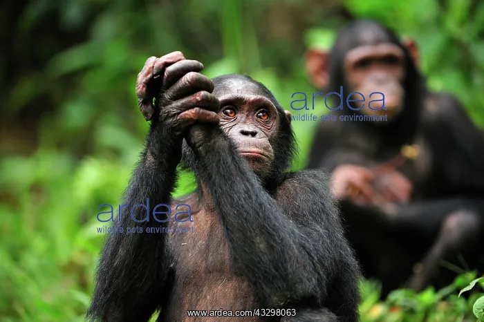 : Central Chimpanzee / Tschego - controlled conditions : Central Chimpanzee / Tschego - controlled conditions