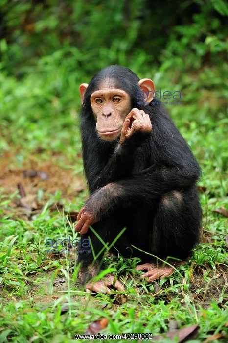 : Central Chimpanzee / Tschego - juvenile - controlled : Central Chimpanzee / Tschego - juvenile - controlled