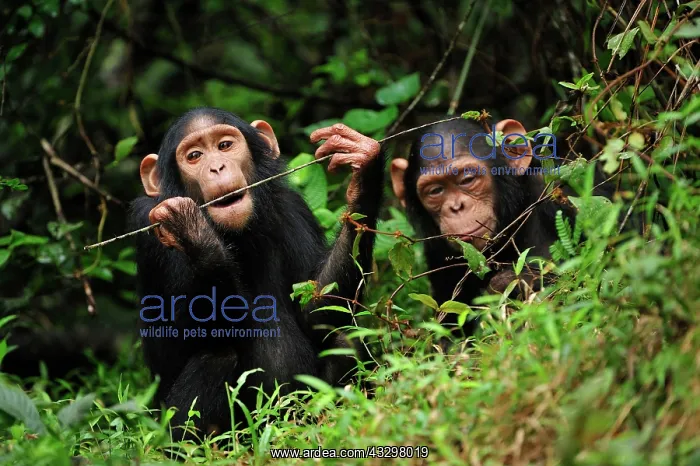 : Central Chimpanzee / Tschego - juvenile - controlled : Central Chimpanzee / Tschego - juvenile - controlled