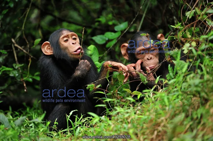 : Central Chimpanzee / Tschego - juvenile - controlled : Central Chimpanzee / Tschego - juvenile - controlled