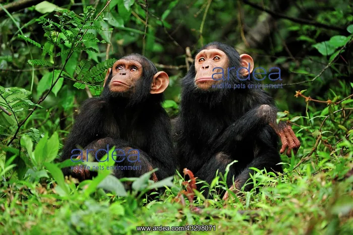 : Central Chimpanzee / Tschego - juvenile - controlled : Central Chimpanzee / Tschego - juvenile - controlled
