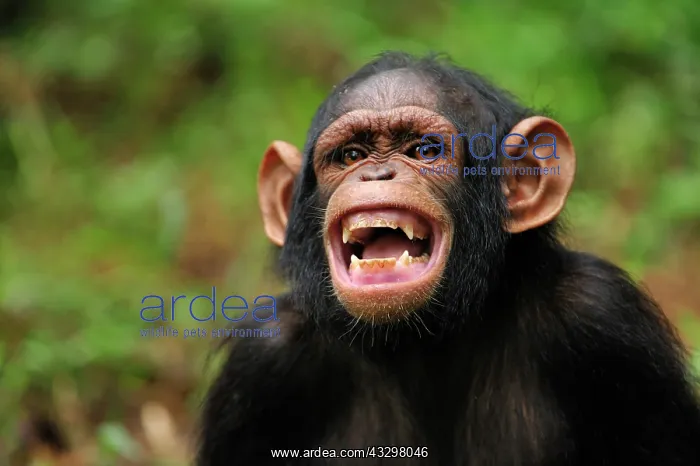 : Central Chimpanzee / Tschego - juvenile - screaming : Central Chimpanzee / Tschego - juvenile - screaming