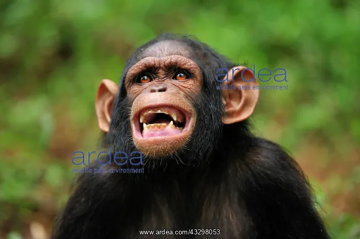 : Central Chimpanzee / Tschego - juvenile - screaming : Central Chimpanzee / Tschego - juvenile - screaming