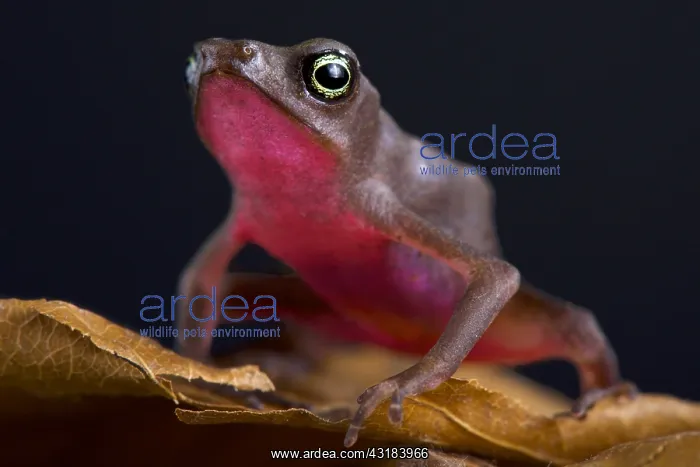 : The Central coast stubfoot toad (Atelopus franciscus) : The Central coast stubfoot toad (Atelopus franciscus)