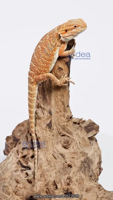 : Central / Inland / Yellow-headed Bearded Dragon : Central / Inland / Yellow-headed Bearded Dragon