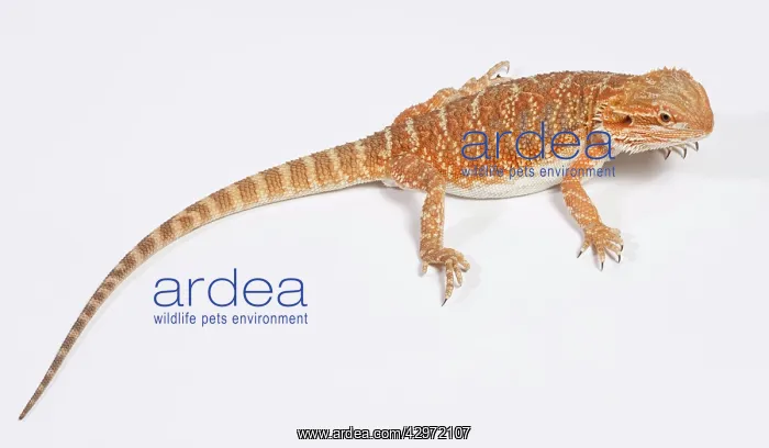 : Central / Inland / Yellow-headed Bearded Dragon : Central / Inland / Yellow-headed Bearded Dragon