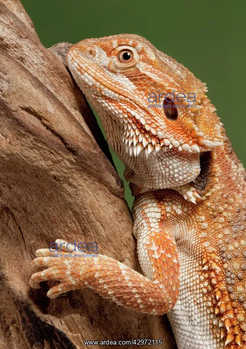: Central / Inland / Yellow-headed Bearded Dragon : Central / Inland / Yellow-headed Bearded Dragon