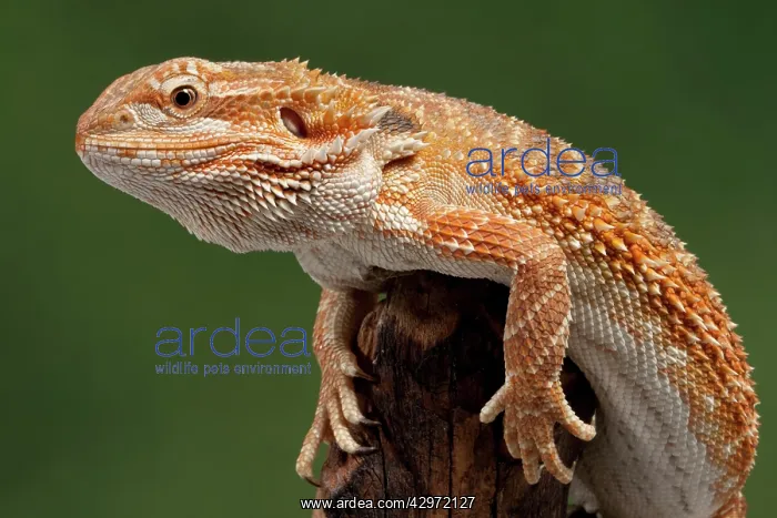 : Central / Inland / Yellow-headed Bearded Dragon : Central / Inland / Yellow-headed Bearded Dragon