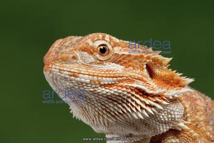 : Central / Inland / Yellow-headed Bearded Dragon : Central / Inland / Yellow-headed Bearded Dragon