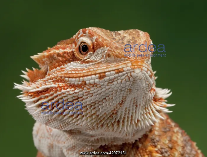 : Central / Inland / Yellow-headed Bearded Dragon : Central / Inland / Yellow-headed Bearded Dragon