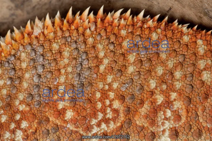 : Central / Inland / Yellow-headed Bearded Dragon : Central / Inland / Yellow-headed Bearded Dragon