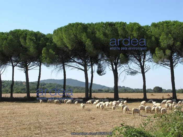 : Central Italy countryside view: maritime : Central Italy countryside view: maritime