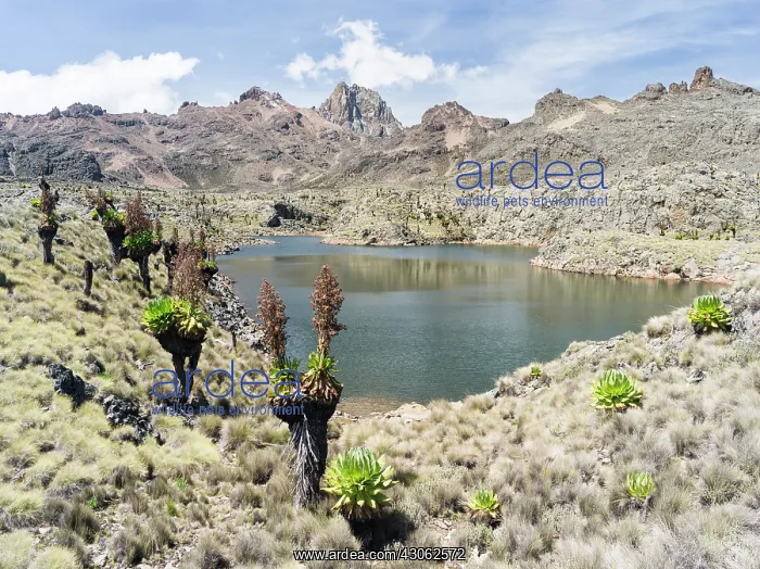 : Central Mount Kenya National Park (a UNESCO : Central Mount Kenya National Park (a UNESCO