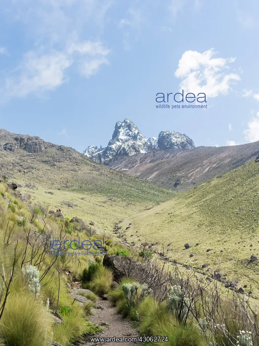 : Central Mount Kenya National Park (a UNESCO : Central Mount Kenya National Park (a UNESCO
