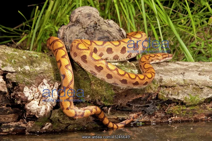  : Central PA, USA, Brazilian Rainbow Boa