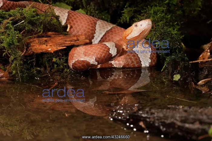 : Central PA, USA, Broad-banded Copperhead : Central PA, USA, Broad-banded Copperhead