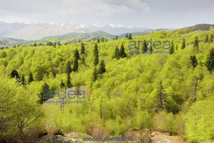 : The central Pindos Mountains in spring, looking : The central Pindos Mountains in spring, looking