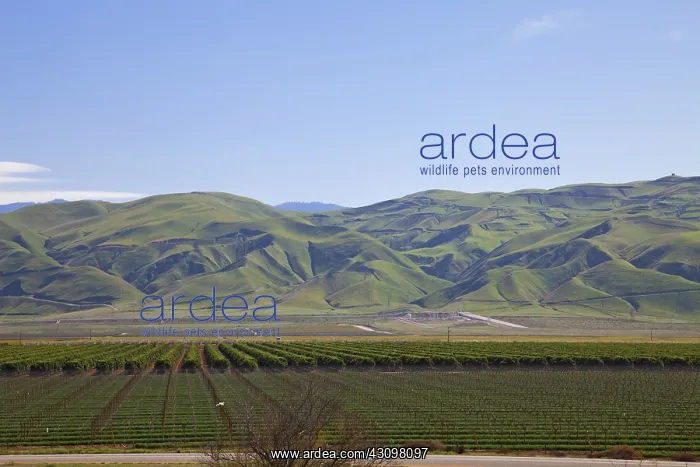 : Central Valley Crops, California : Central Valley Crops, California