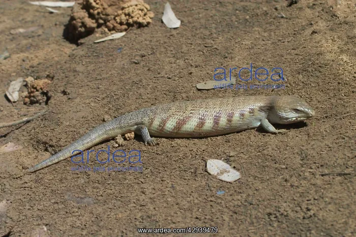 : Centralian Blue Tongue Skink / Lizard : Centralian Blue Tongue Skink / Lizard