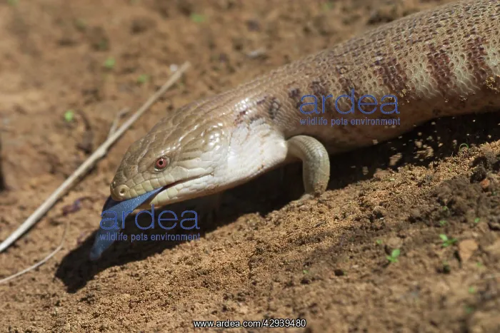 : Centralian Blue Tongue Skink / Lizard : Centralian Blue Tongue Skink / Lizard