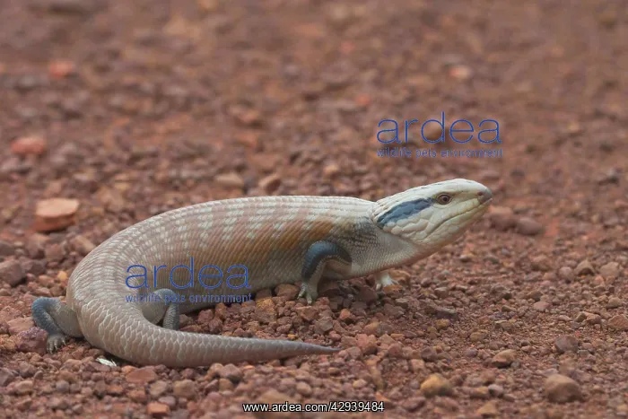: Centralian Blue Tongue Skink / Lizard : Centralian Blue Tongue Skink / Lizard