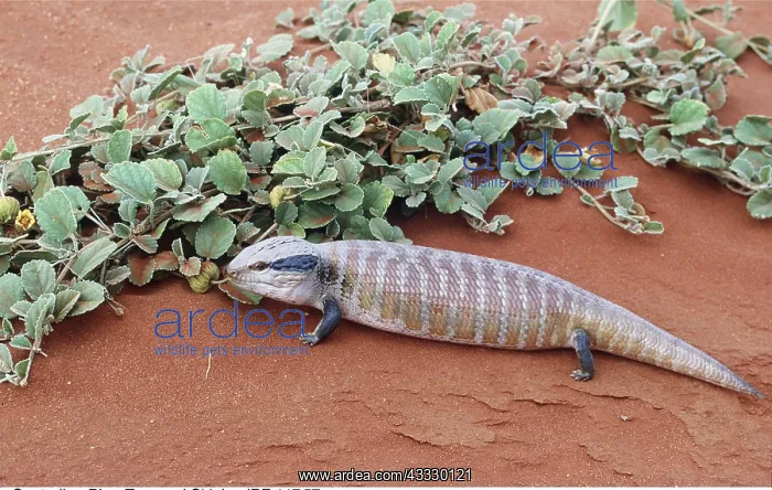 : Centralian Blue-Tongued Skink / Lizard : Centralian Blue-Tongued Skink / Lizard
