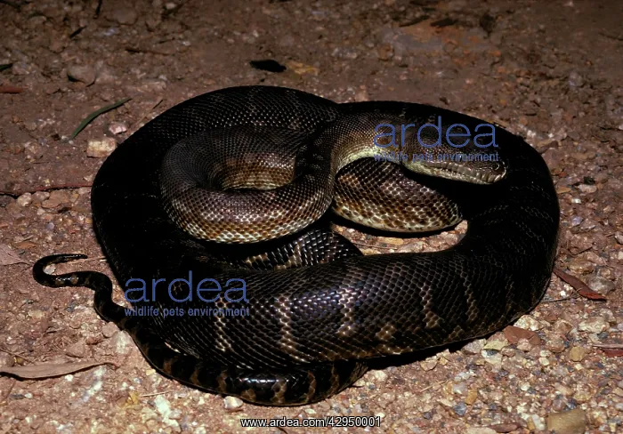: Centralian carpet python - has heat sensory pits : Centralian carpet python - has heat sensory pits