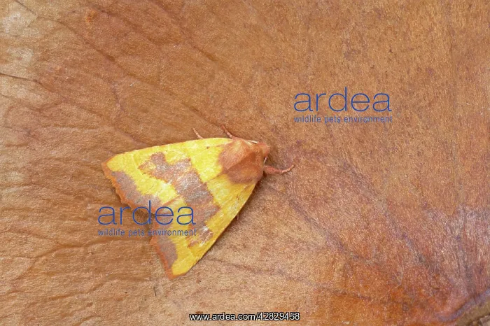: Centre Barred Sallow Moth : Centre Barred Sallow Moth