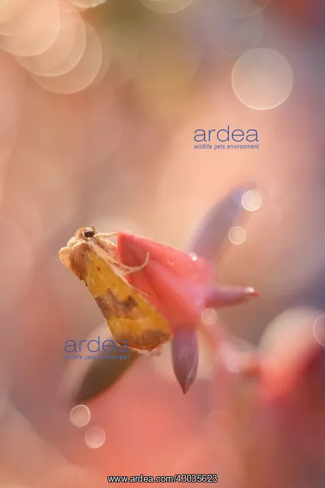: Centre-barred Sallow Moth resting on Echeveria Flower, N : Centre-barred Sallow Moth resting on Echeveria Flower, N