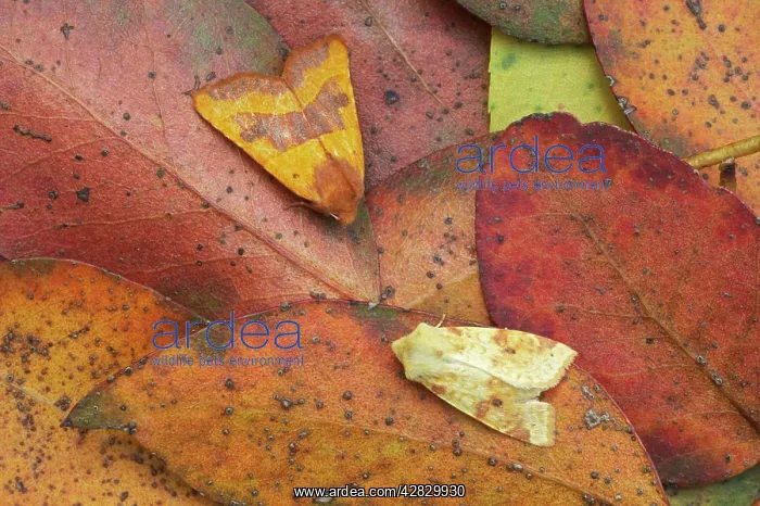 : Centre-barred Sallow and Sallow Moths (Xanthia icteritia) : Centre-barred Sallow and Sallow Moths (Xanthia icteritia)