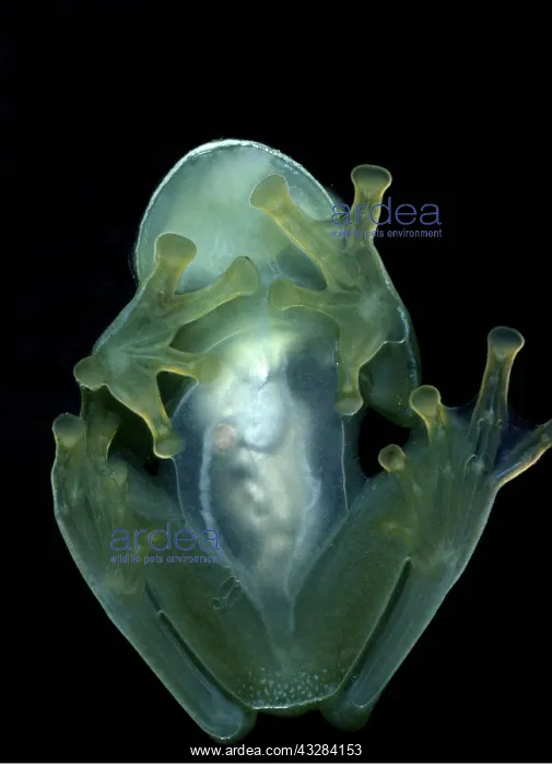 : CENTROLENID TREEFROG - shot from underneath : CENTROLENID TREEFROG - shot from underneath