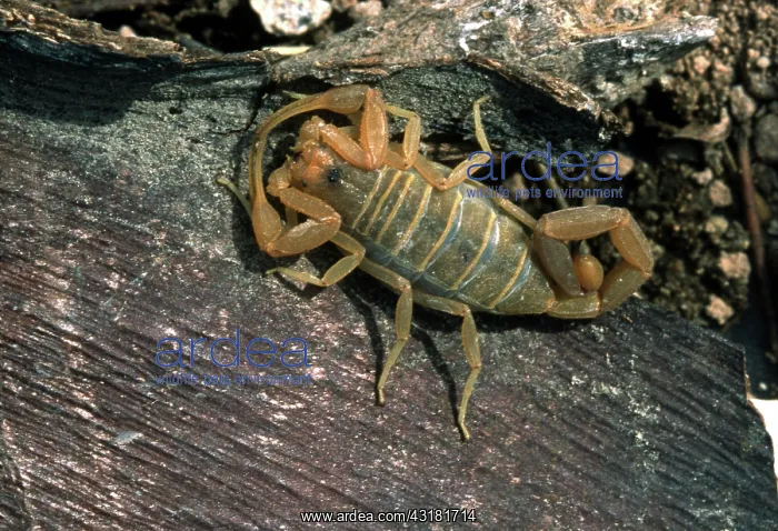 : Centruroides Scorpion : Centruroides Scorpion