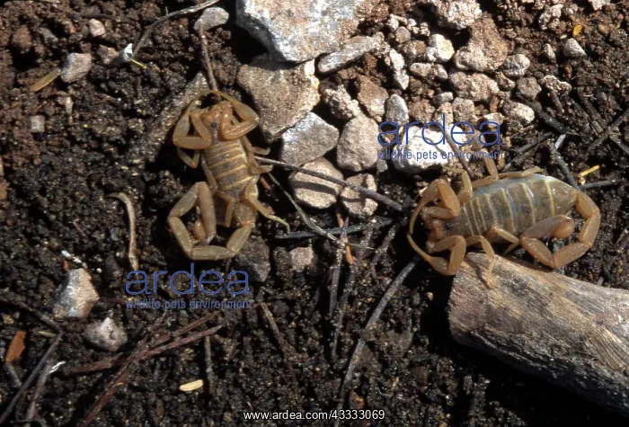 : Centruroides Scorpions : Centruroides Scorpions