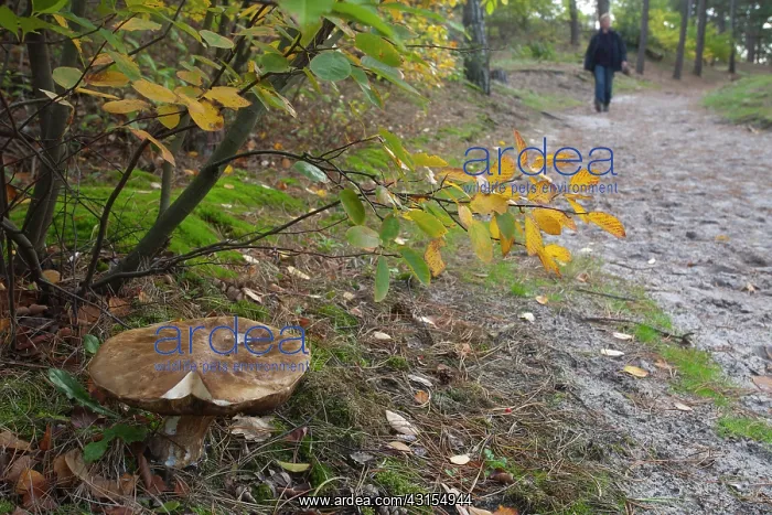: Cep Mushroom : Cep Mushroom