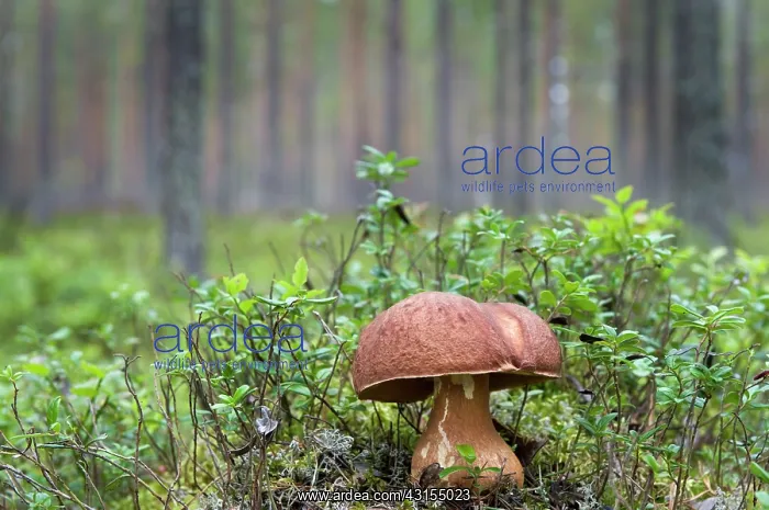 : Cep Mushroom : Cep Mushroom