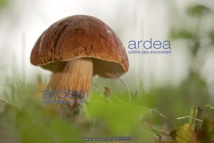 : Cep Mushroom : Cep Mushroom