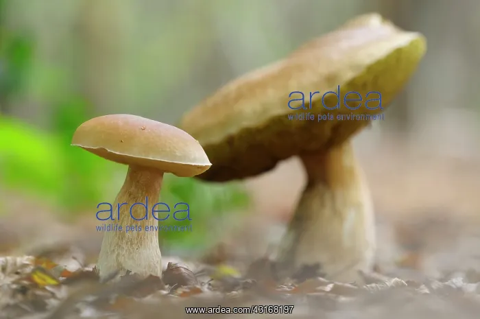 : Cep Mushroom : Cep Mushroom