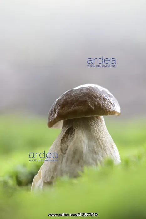 : Cep Mushroom (boletus edulis) on the ground, Th : Cep Mushroom (boletus edulis) on the ground, Th