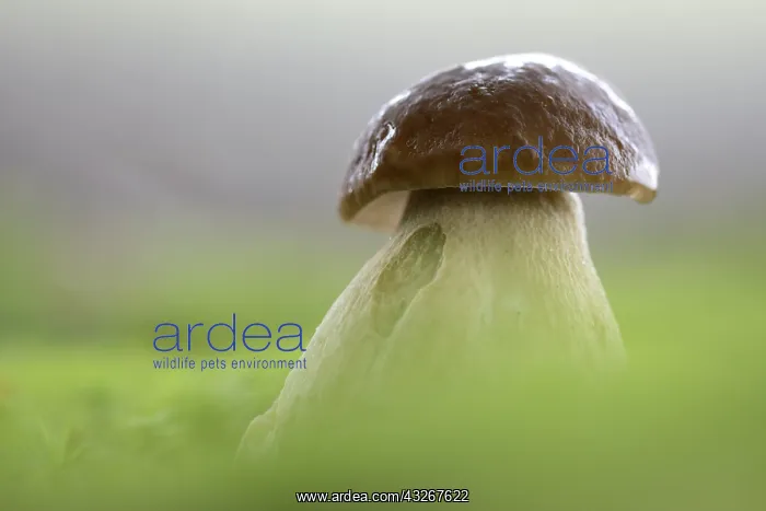  : Cep Mushroom (Boletus edulis) standing in the m