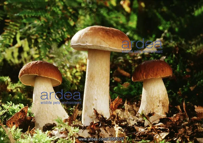 : Cep / Penny Bun FUNGI - edible : Cep / Penny Bun FUNGI - edible