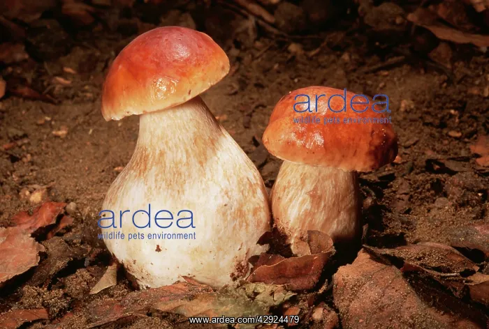 : Cep / Penny Bun FUNGI - edible : Cep / Penny Bun FUNGI - edible