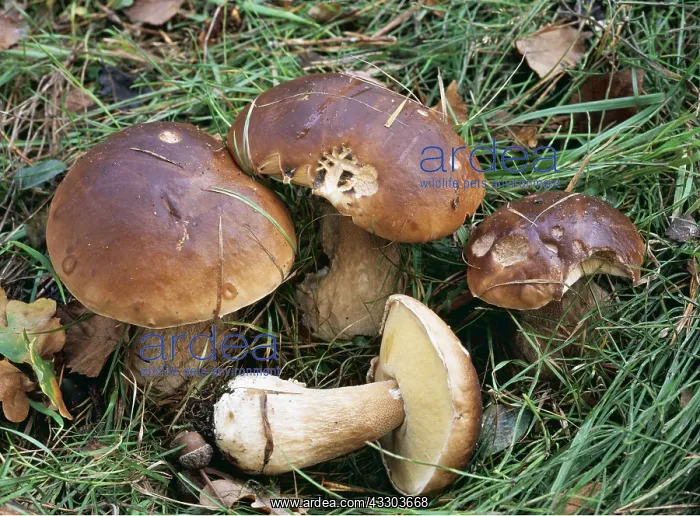 : Cep / Penny Bun FUNGI - edible : Cep / Penny Bun FUNGI - edible