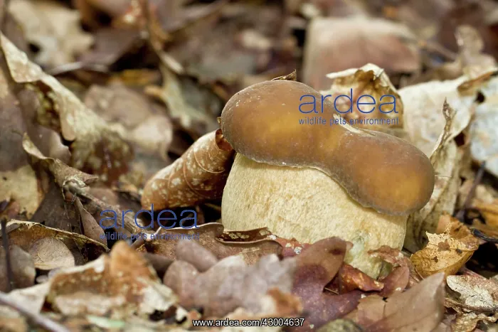 : Cep / Porcino / King Bolete / Porcini / : Cep / Porcino / King Bolete / Porcini /