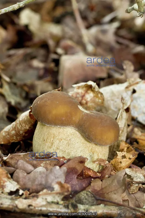 : Cep / Porcino / King Bolete / Porcini / : Cep / Porcino / King Bolete / Porcini /