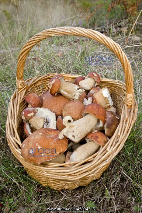 : Cep / Porcino / King Bolete / Porcini / : Cep / Porcino / King Bolete / Porcini /