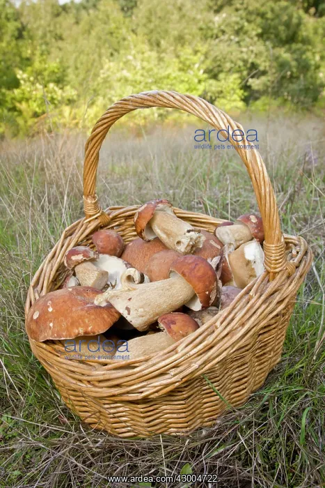 : Cep / Porcino / King Bolete / Porcini / : Cep / Porcino / King Bolete / Porcini /